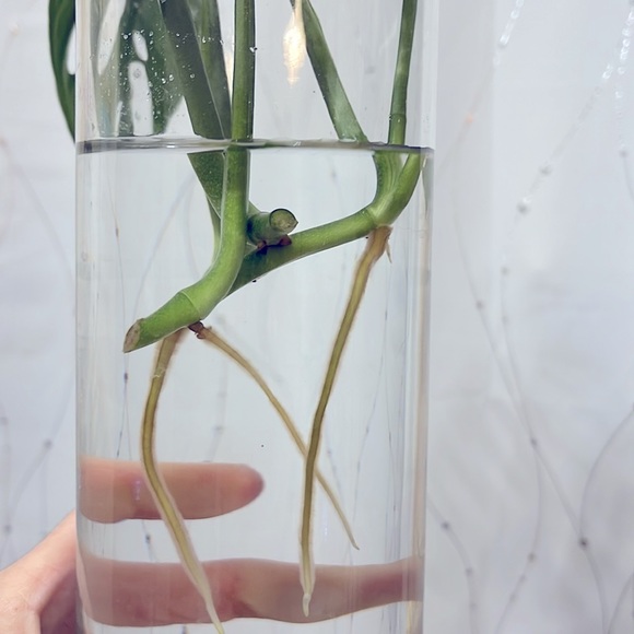 🪴Propagated rooted trimmings - Monstera Adansonii, Swiss cheese plant - Picture 5 of 10